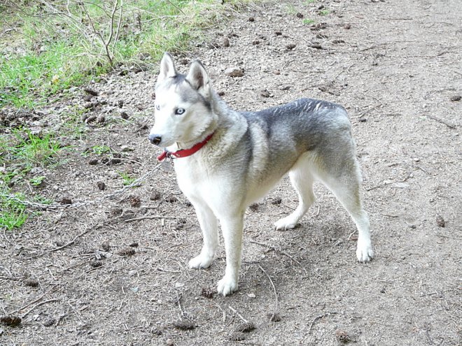 Photo de Husky siberien