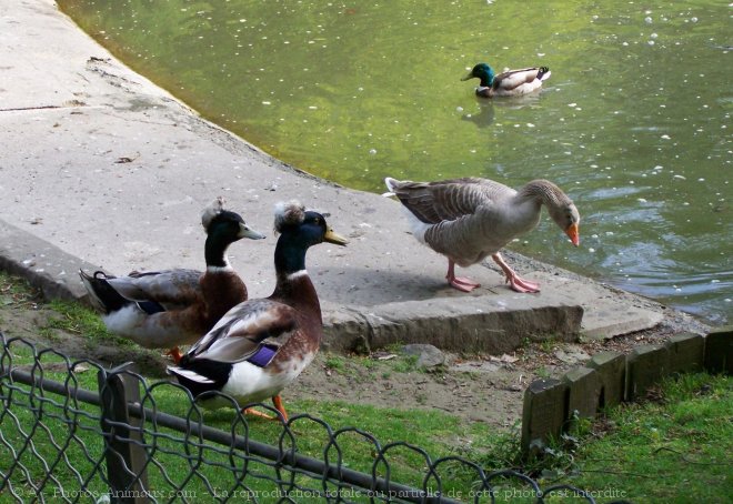 Photo de Canard