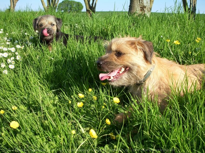 Photo de Border terrier