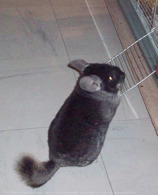 Photo de Chinchilla