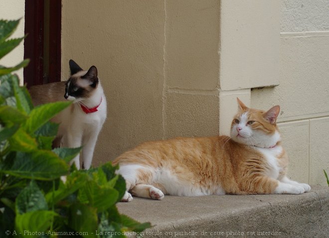 Photo de Chat domestique