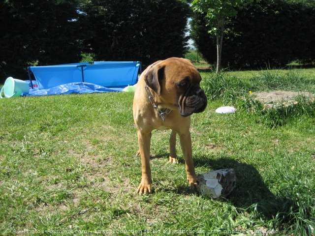 Photo de Boxer