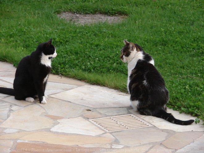 Photo de Chat domestique