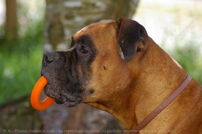 Photo de Boxer