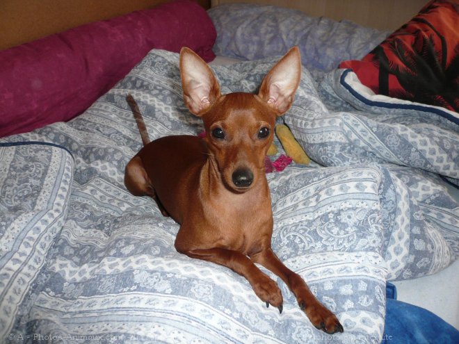 Photo de Pinscher nain