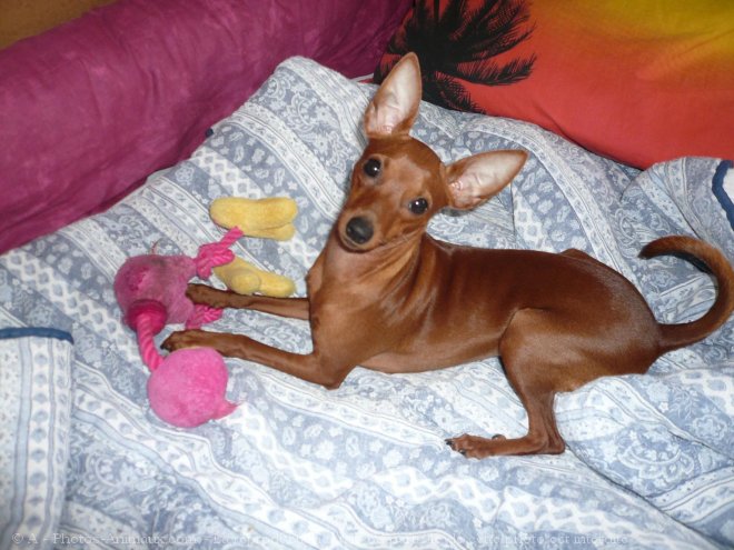 Photo de Pinscher nain