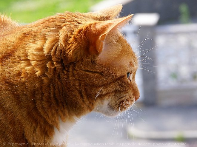 Photo de Chat domestique