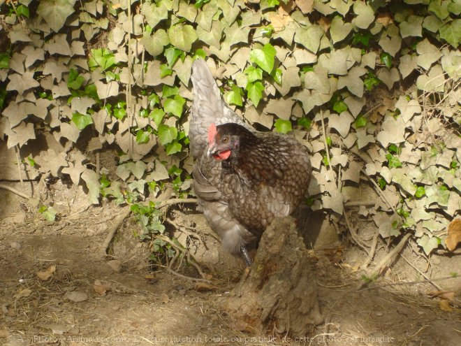 Photo de Poule