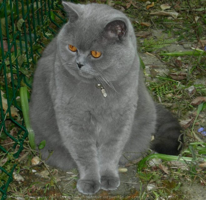 Photo de British shorthair