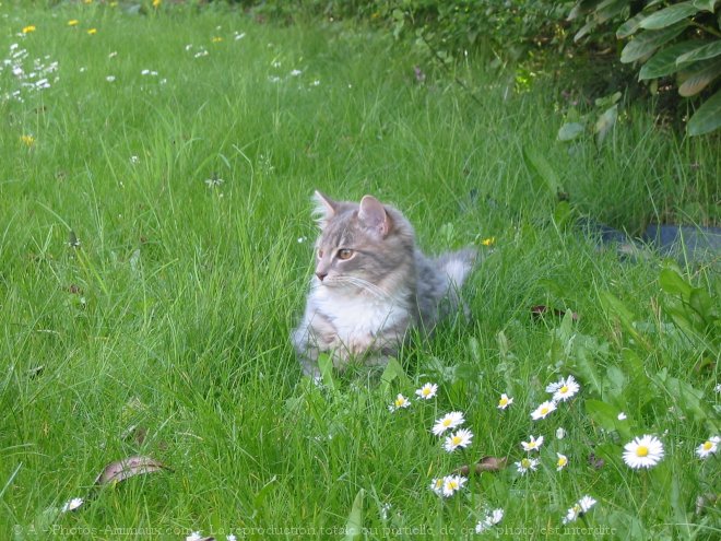 Photo de Chat domestique