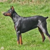 Photo de Dobermann