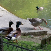 Photo de Canard