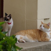 Photo de Chat domestique