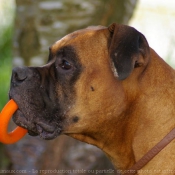 Photo de Boxer