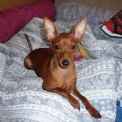 Photo de Pinscher nain