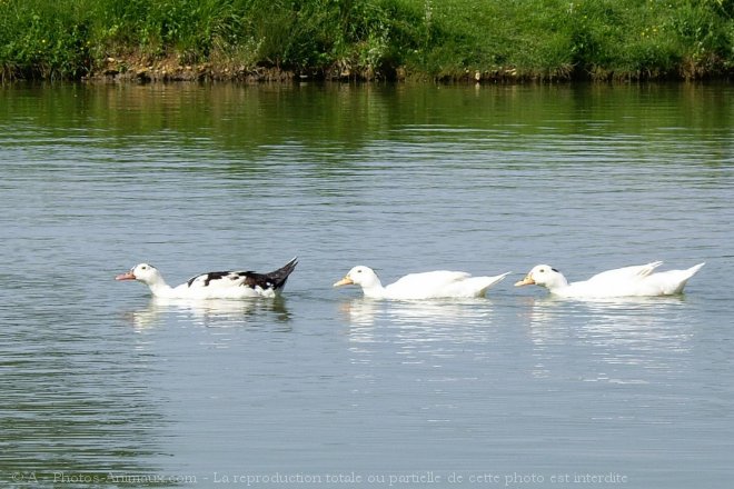 Photo de Canard