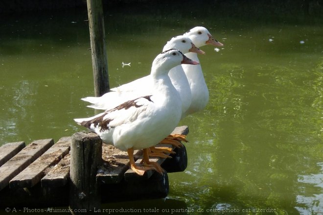 Photo de Canard