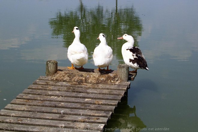 Photo de Canard