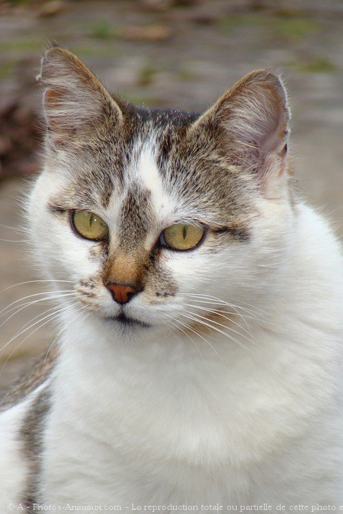 Photo de Chat domestique