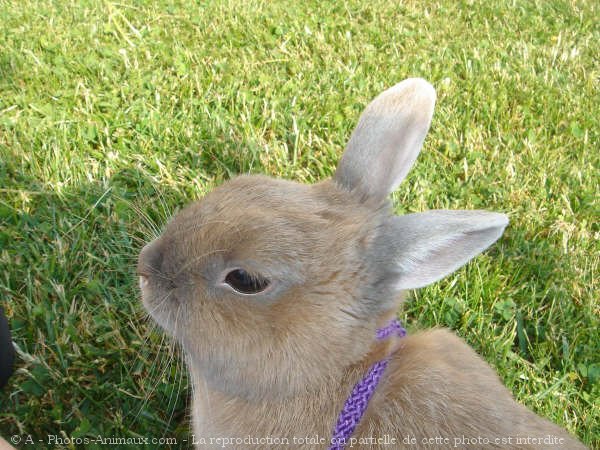 Photo de Lapin