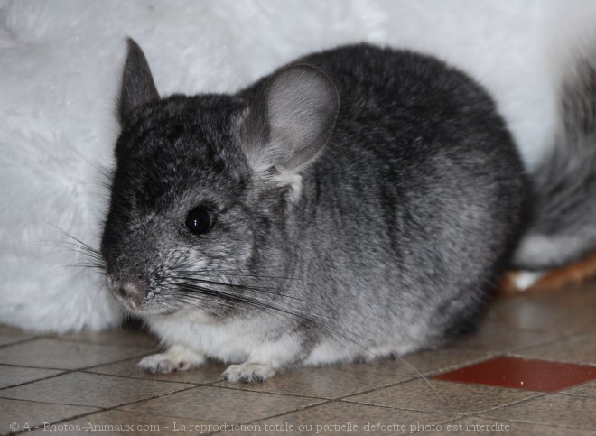 Photo de Chinchilla