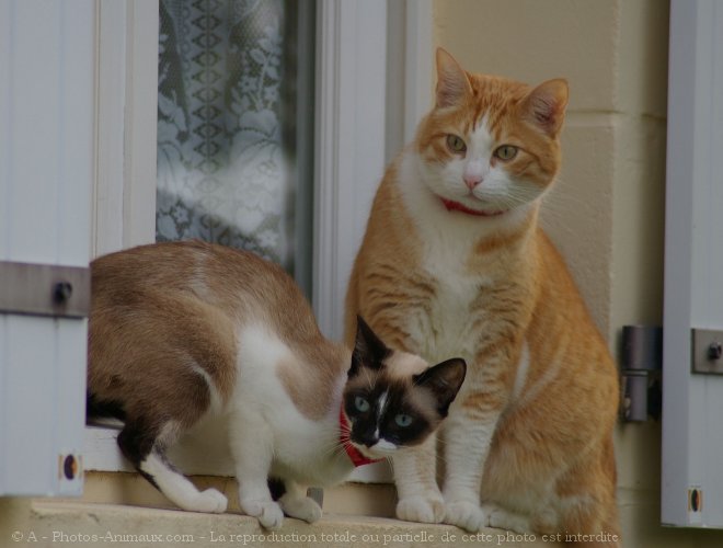 Photo de Chat domestique