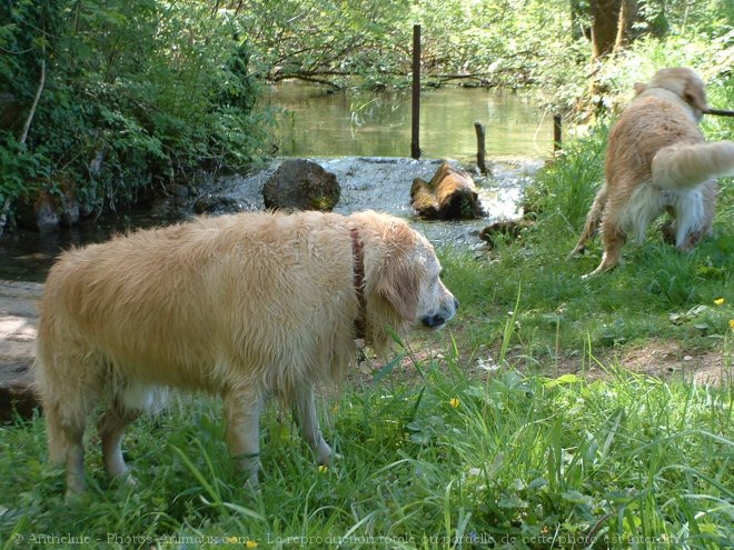 Photo de Golden retriever