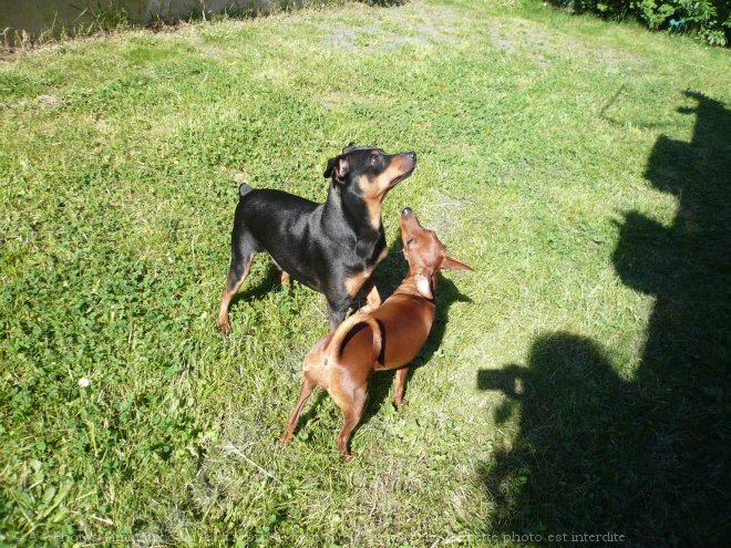 Photo de Pinscher allemand