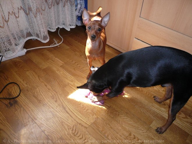 Photo de Pinscher allemand