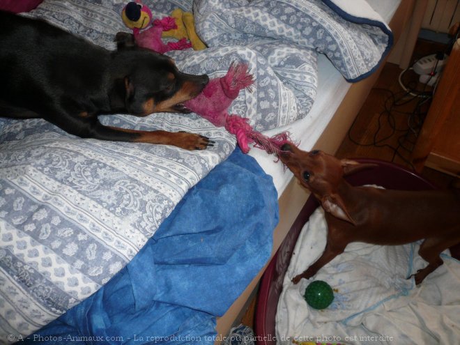 Photo de Pinscher allemand