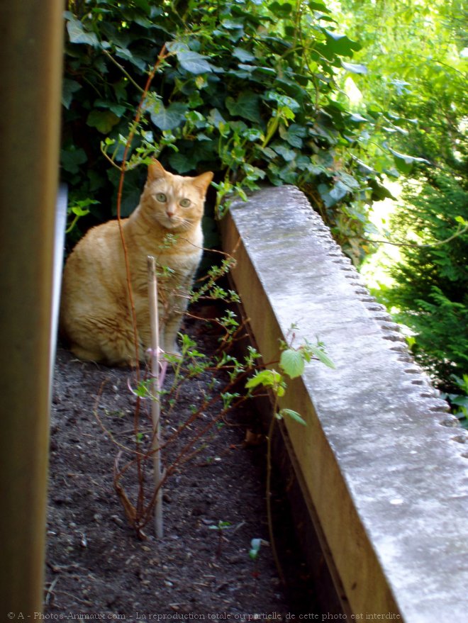 Photo de Chat domestique