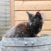 Photo de Maine coon