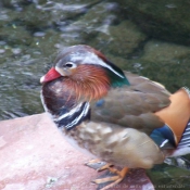 Photo de Mandarin