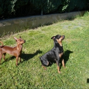 Photo de Pinscher allemand