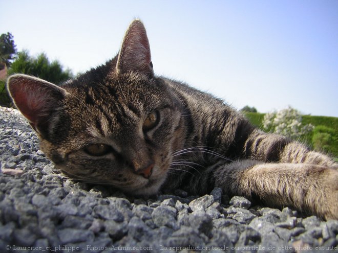 Photo de Chat domestique