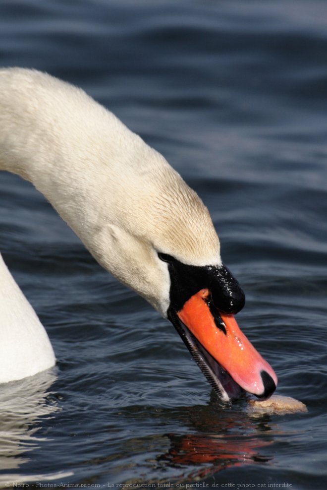 Photo de Cygne