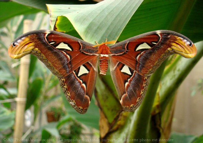 Photo de Papillon