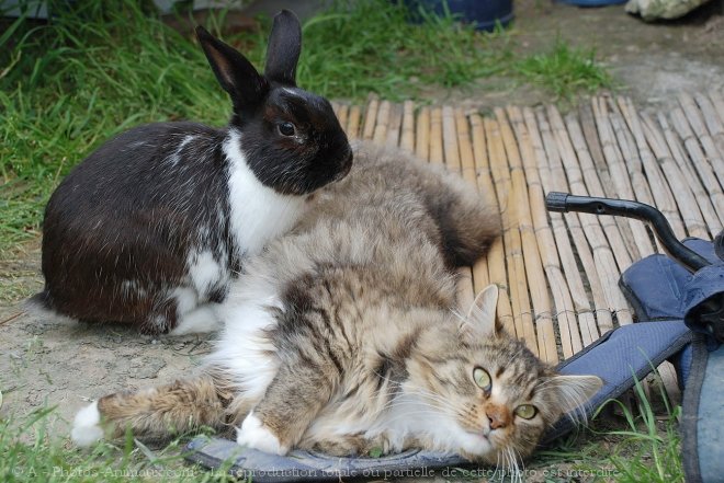 Photo de Maine coon