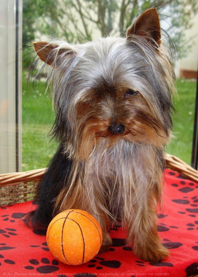 Photo de Yorkshire terrier