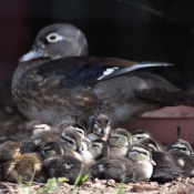 Photo de Canard