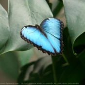 Photo de Papillon - morpho bleu