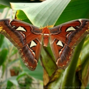 Photo de Papillon