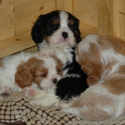 Photo de Cavalier king charles spaniel