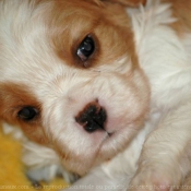 Photo de Cavalier king charles spaniel