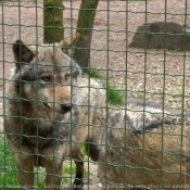 Photo de Loup