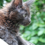 Photo de Maine coon