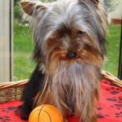 Photo de Yorkshire terrier