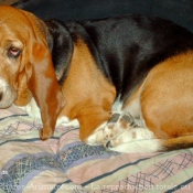 Photo de Basset hound