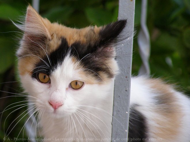 Photo de Chat domestique