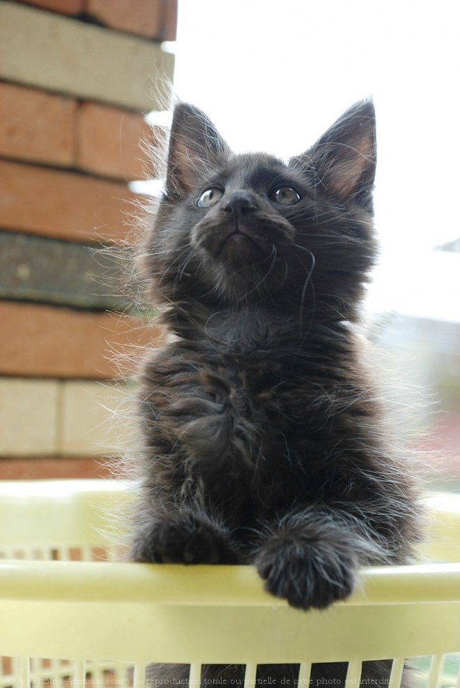 Photo de Maine coon